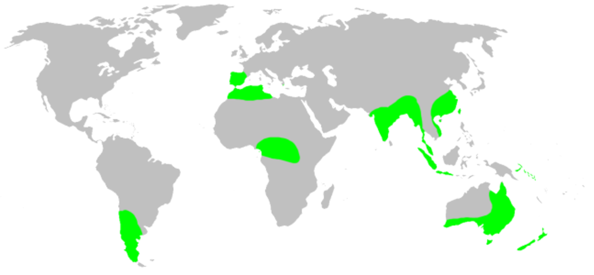 Distribution.hexathelidae.1.png