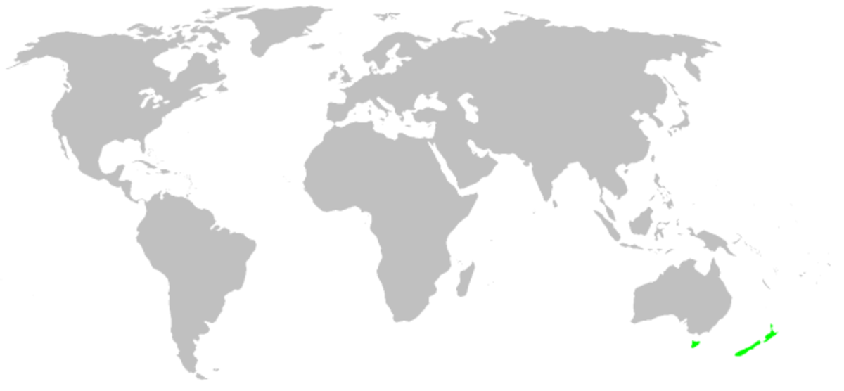 Holarchaea