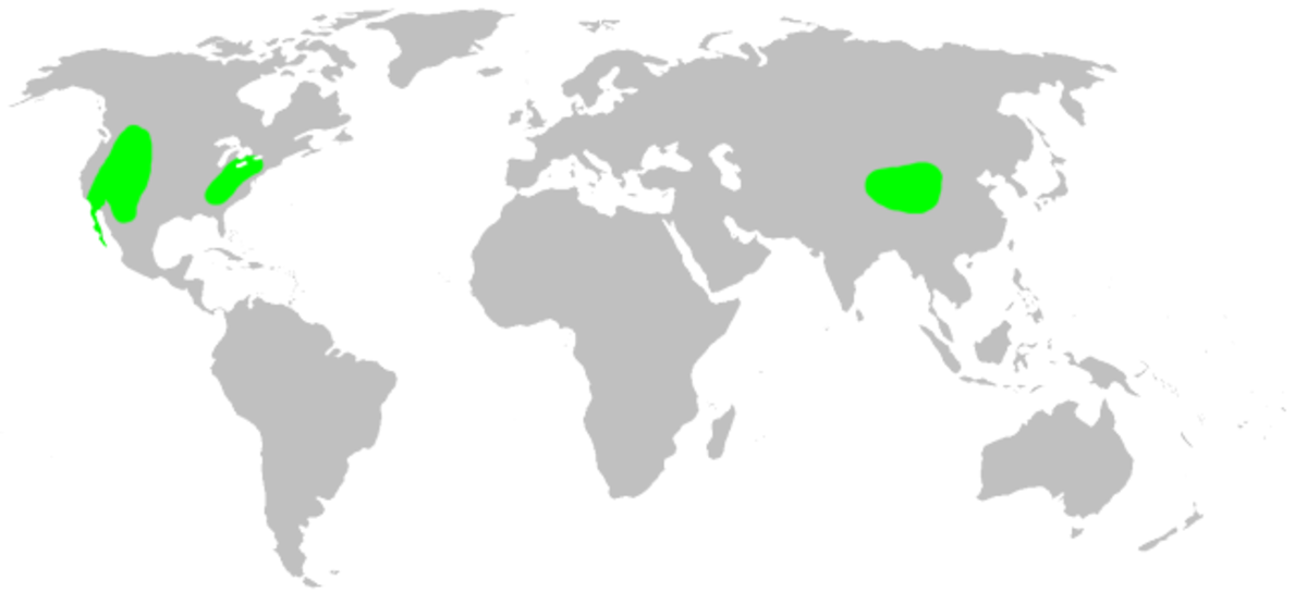 Distribution.hypochilidae.1.png