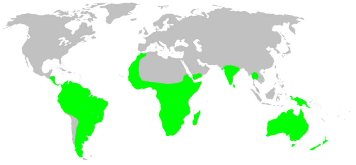 Distribution.idiopidae.1.png
