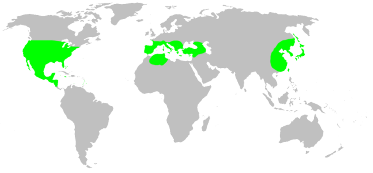 Leptonetidae
