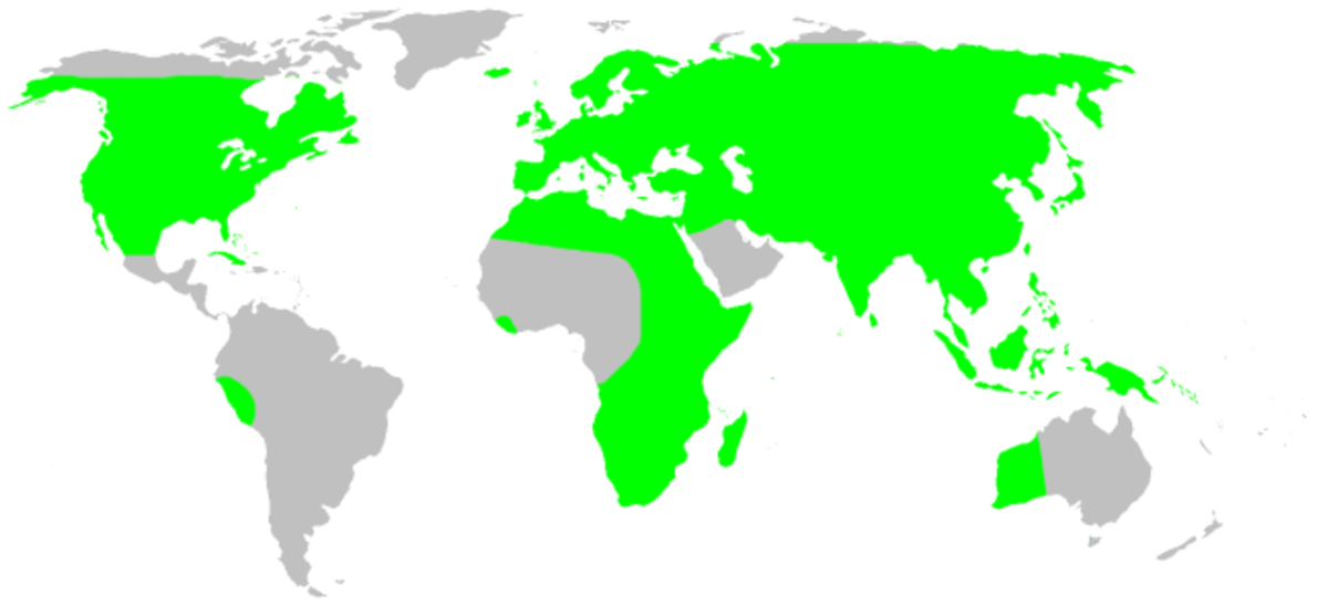 Distribution.liocranidae.1.png