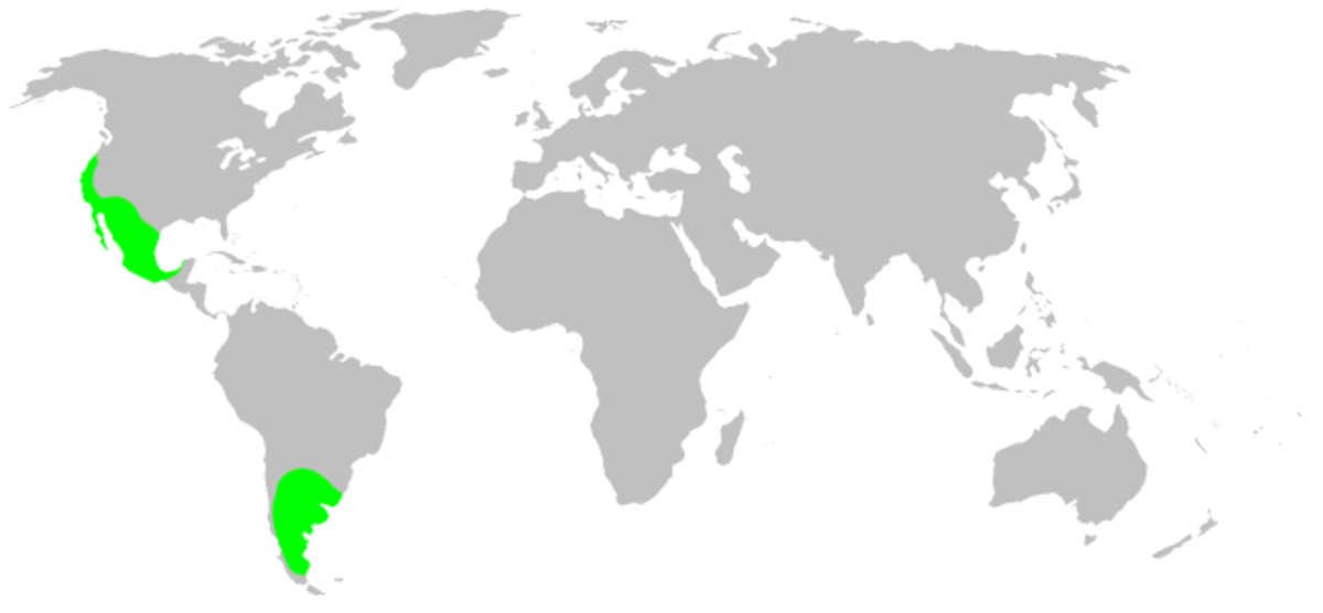 Distribution.mecicobothriidae.1.png