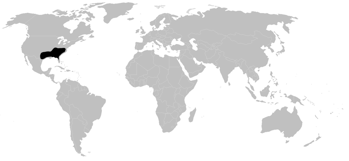 Myrmekiaphila
