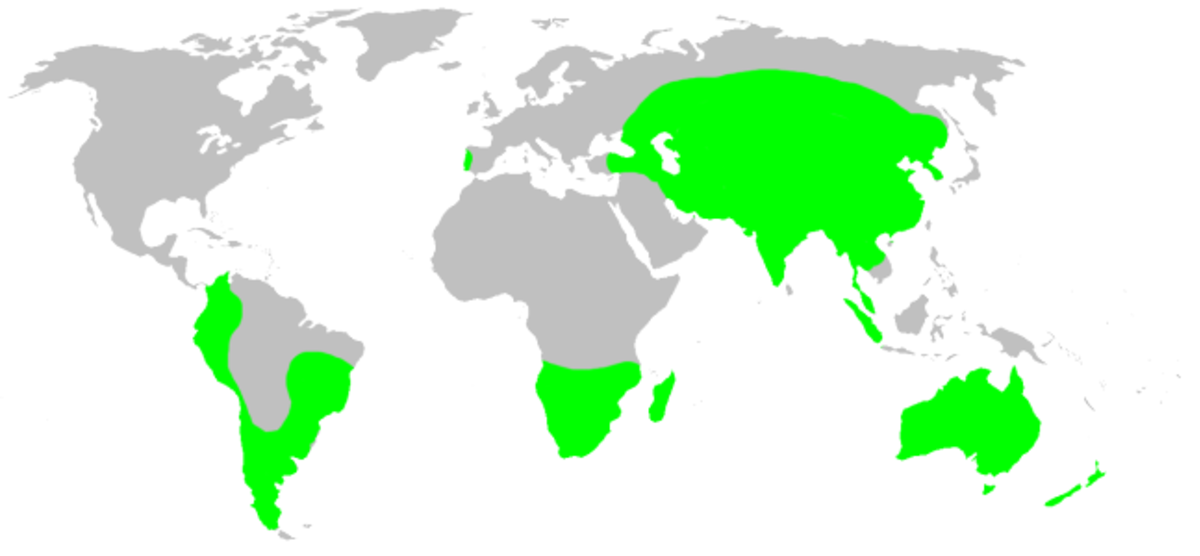 Distribution.nemesiidae.1.png