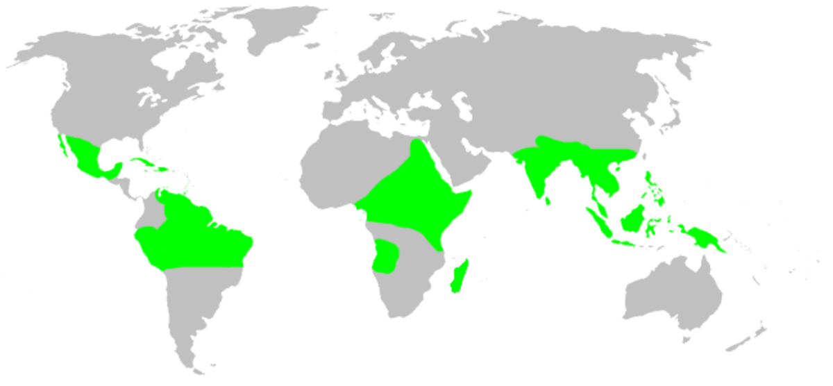 Ochyroceratidae