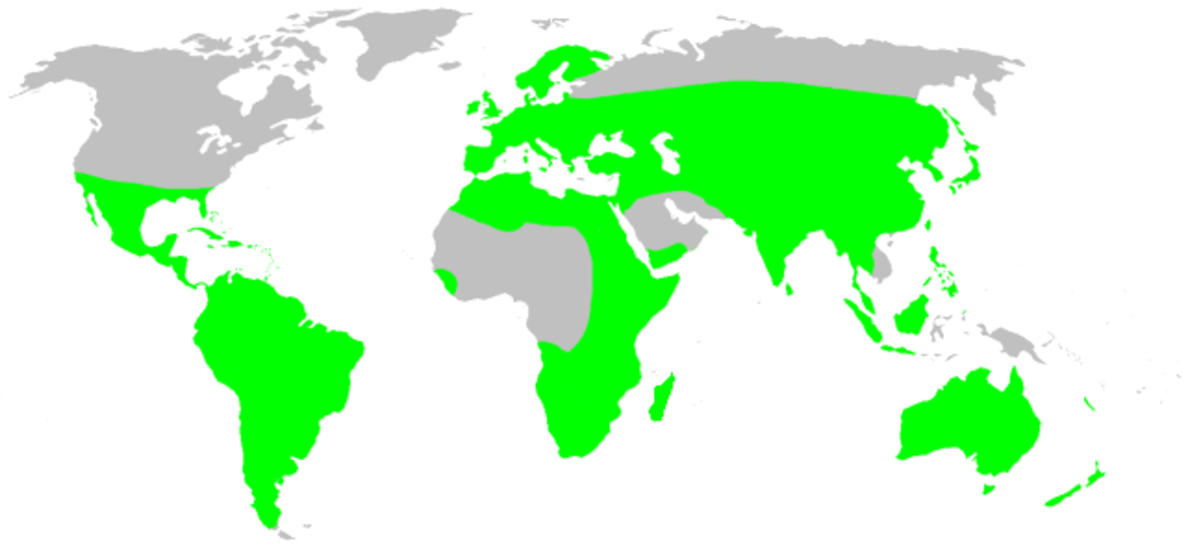 Distribution.oonopidae.1.png