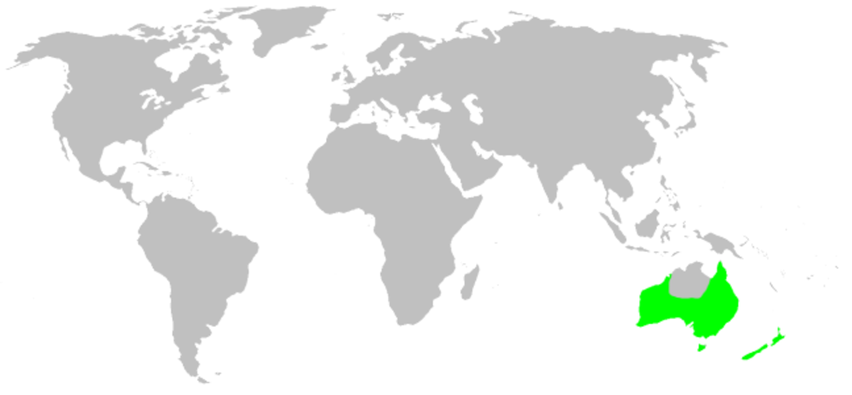 Pararchaeidae
