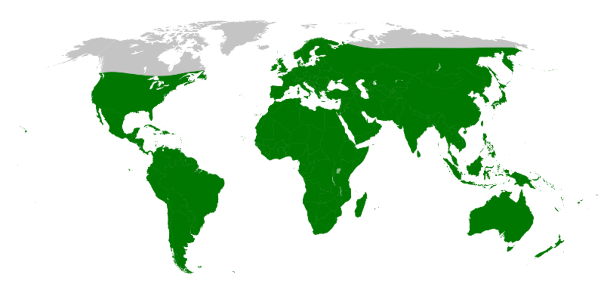 Distribution.pholcidae.1.png