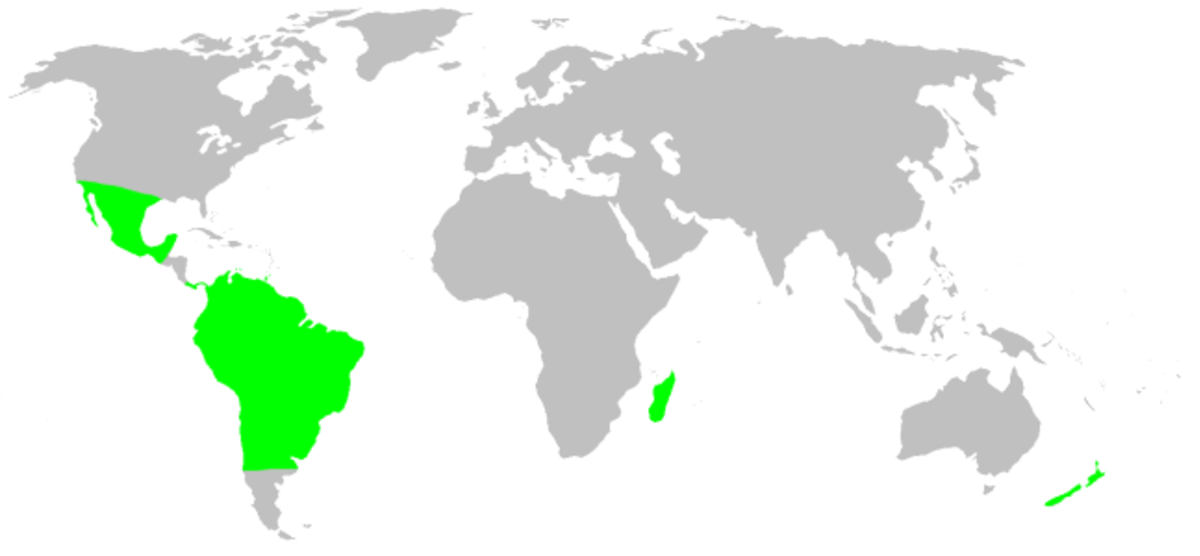 Distribution.tengellidae.1.png