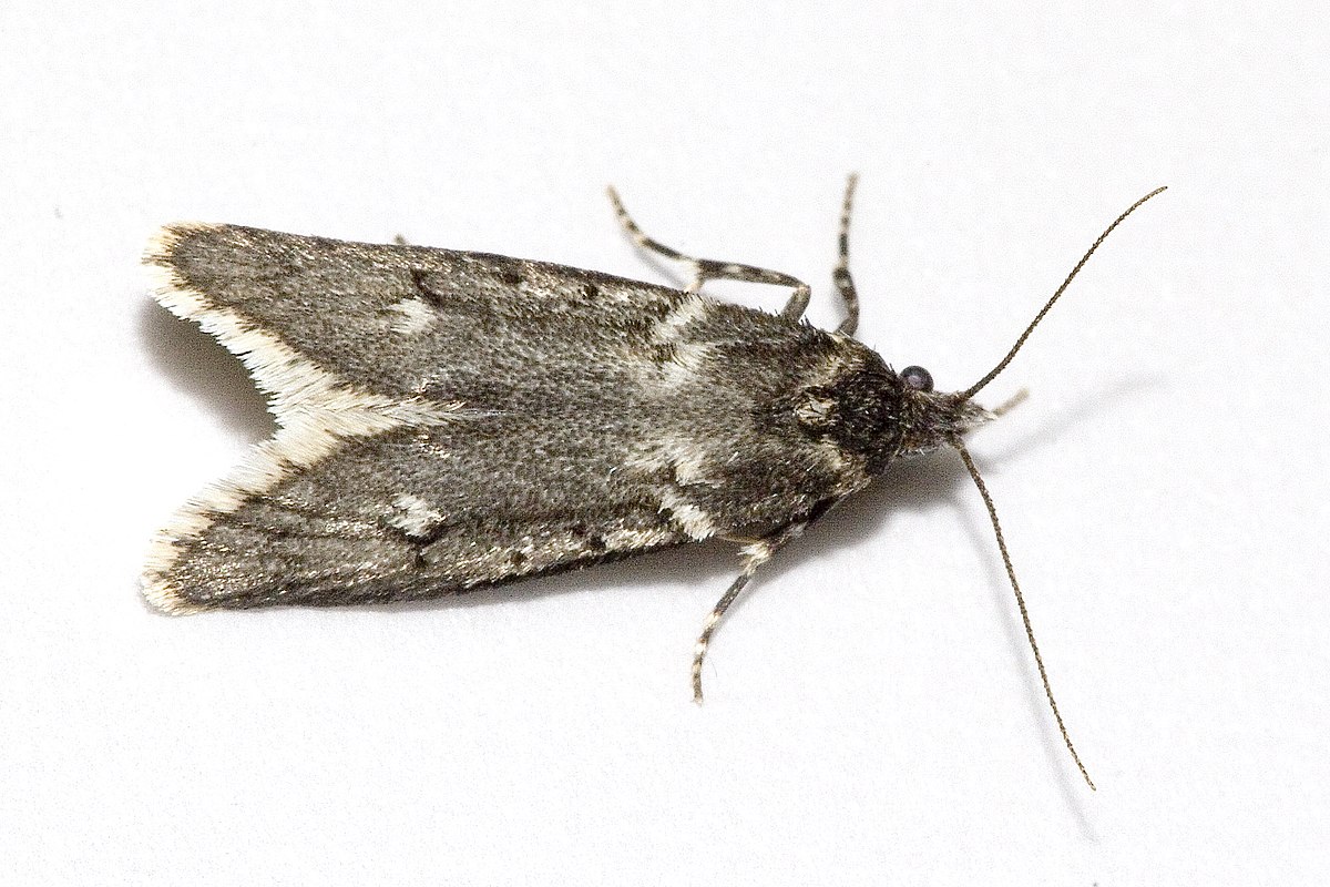 Chimabachidae
