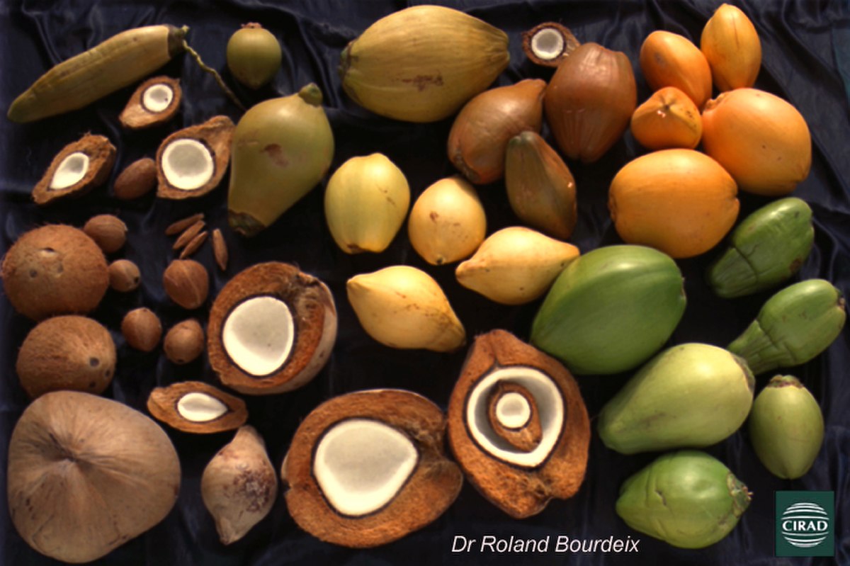 des noix de coco de couleurs et tailles variées