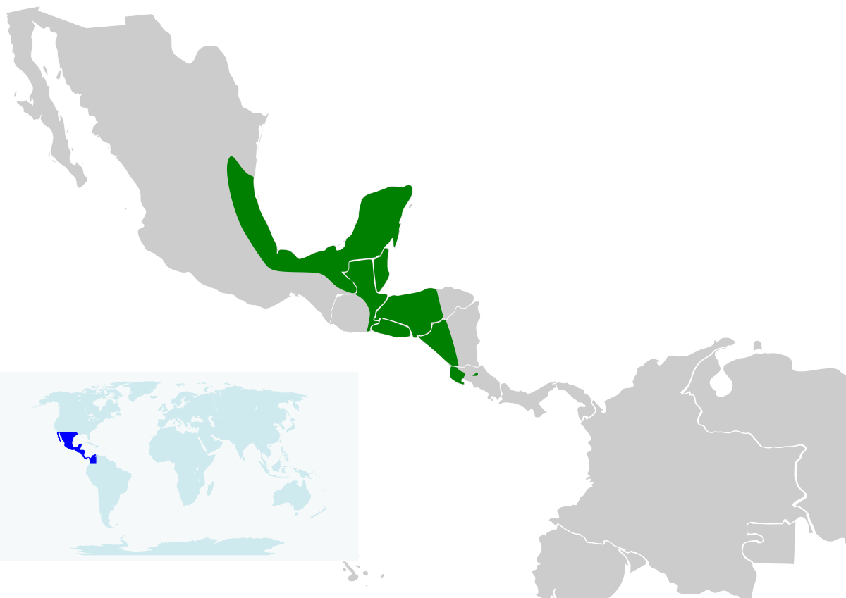 Répartition du Quiscale chanteur