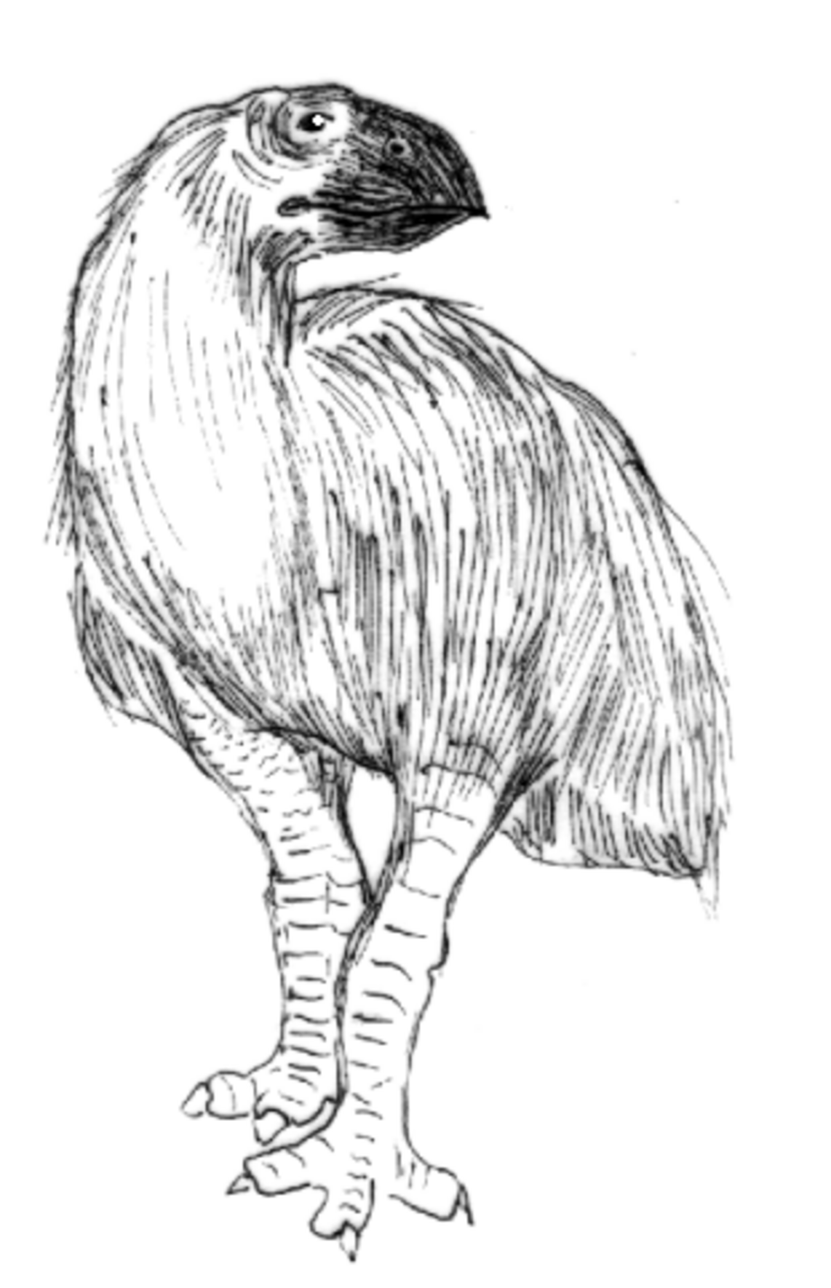 Gastornis