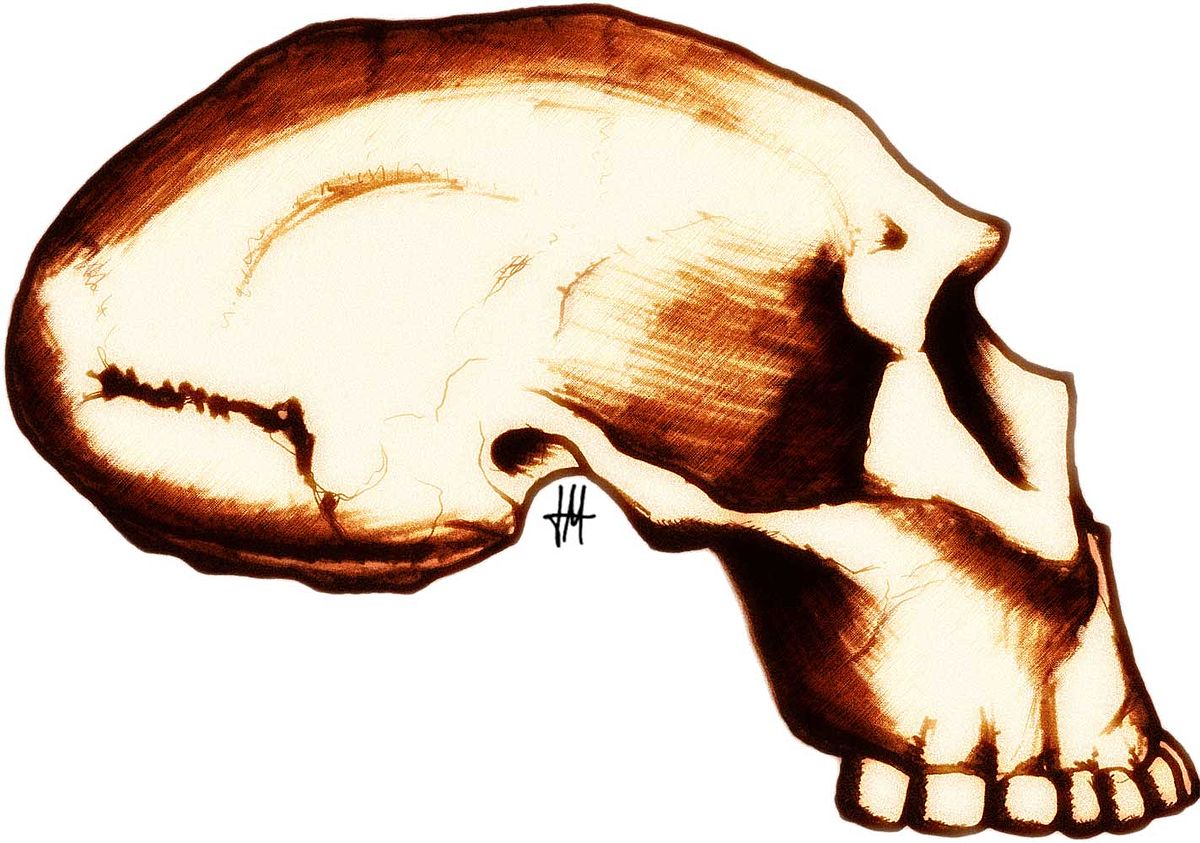 Homo georgicus