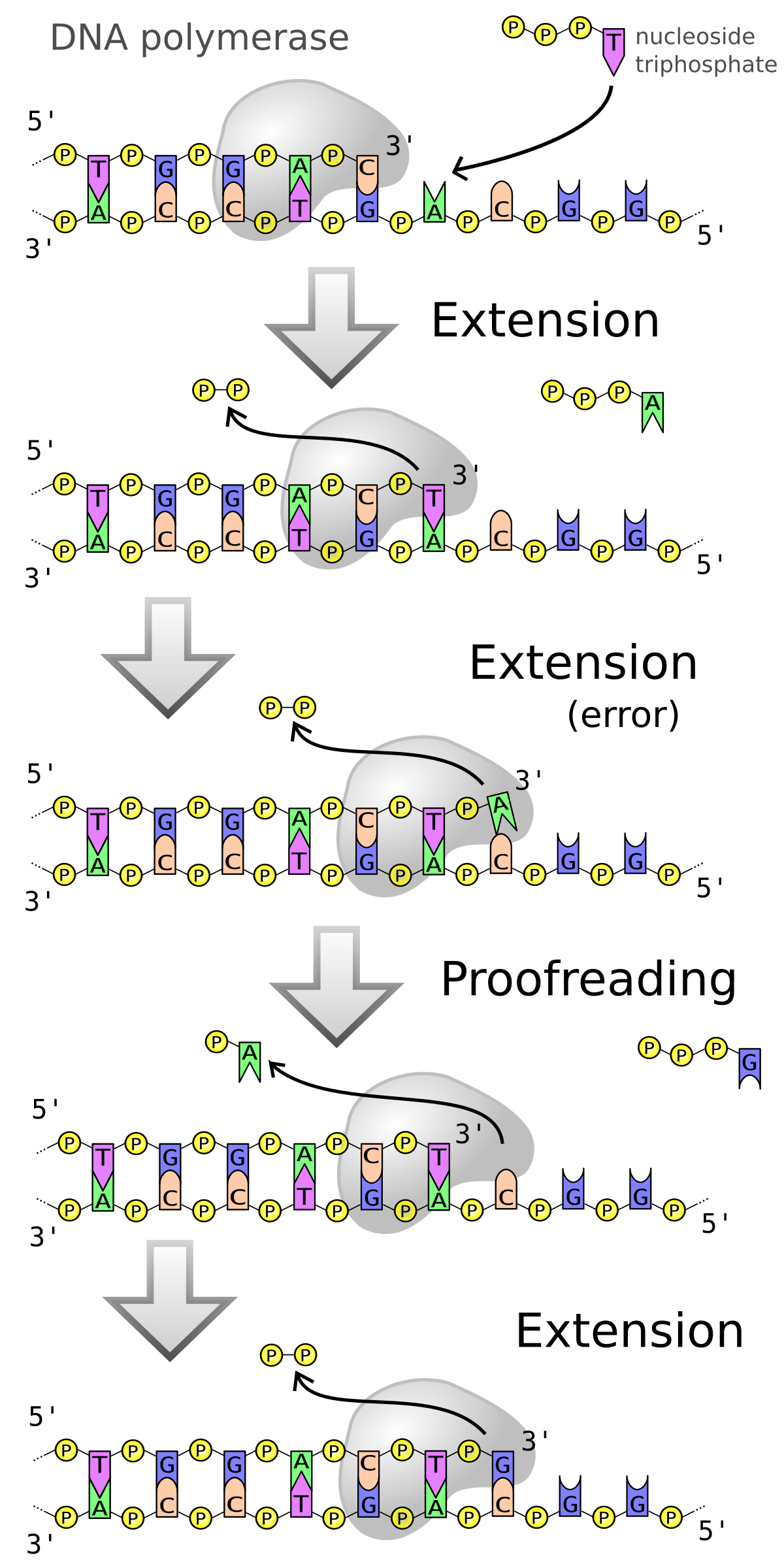 ADN polymérase