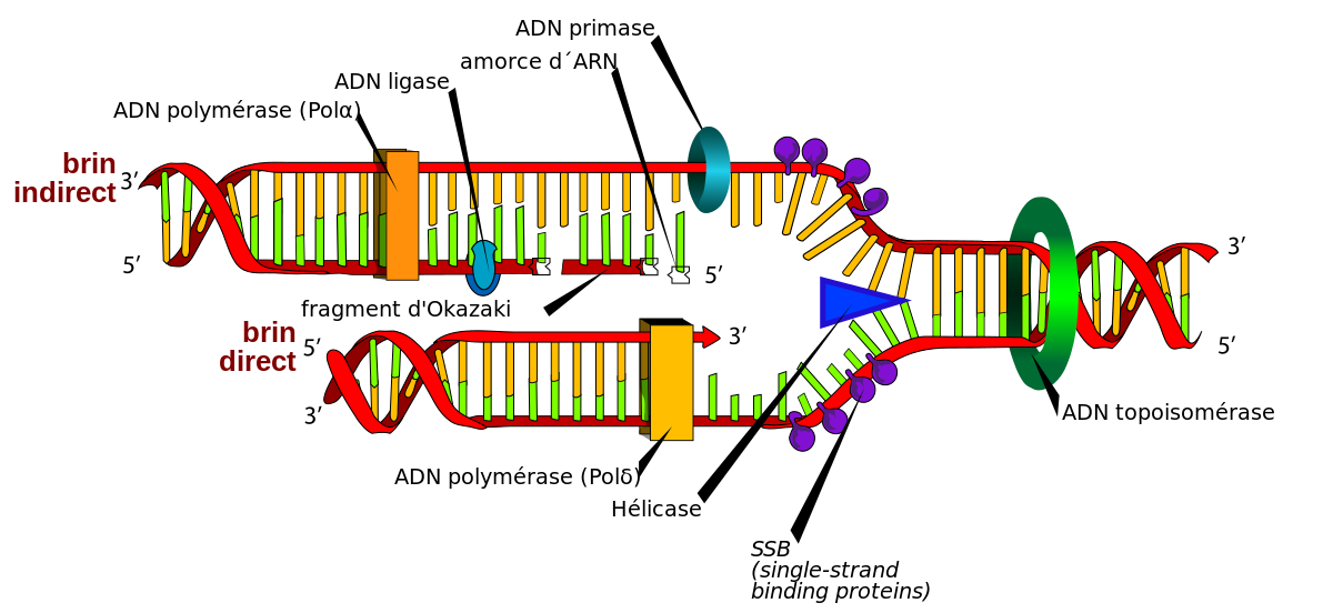 Réplication de l'ADN