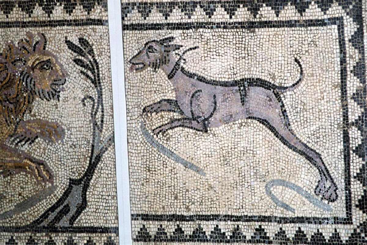 Domestication du chien