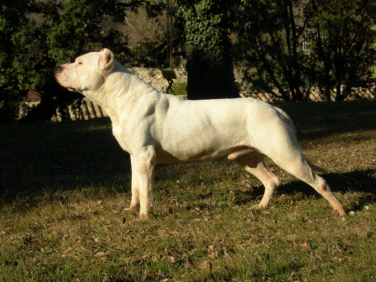 Dogue argentin