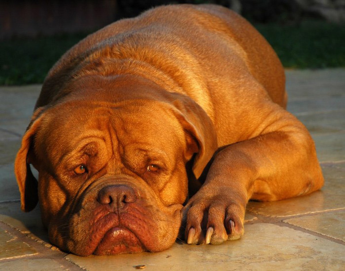 Dogue de Bordeaux.jpg