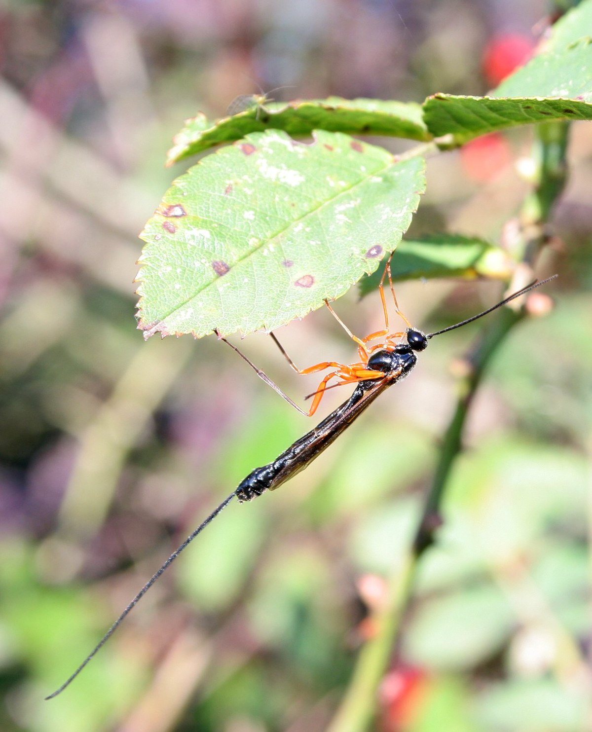 Pimplinae