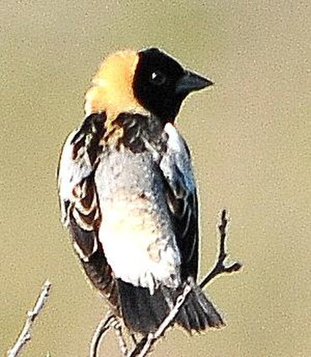 Dolichonyx oryzivorus 1.jpg