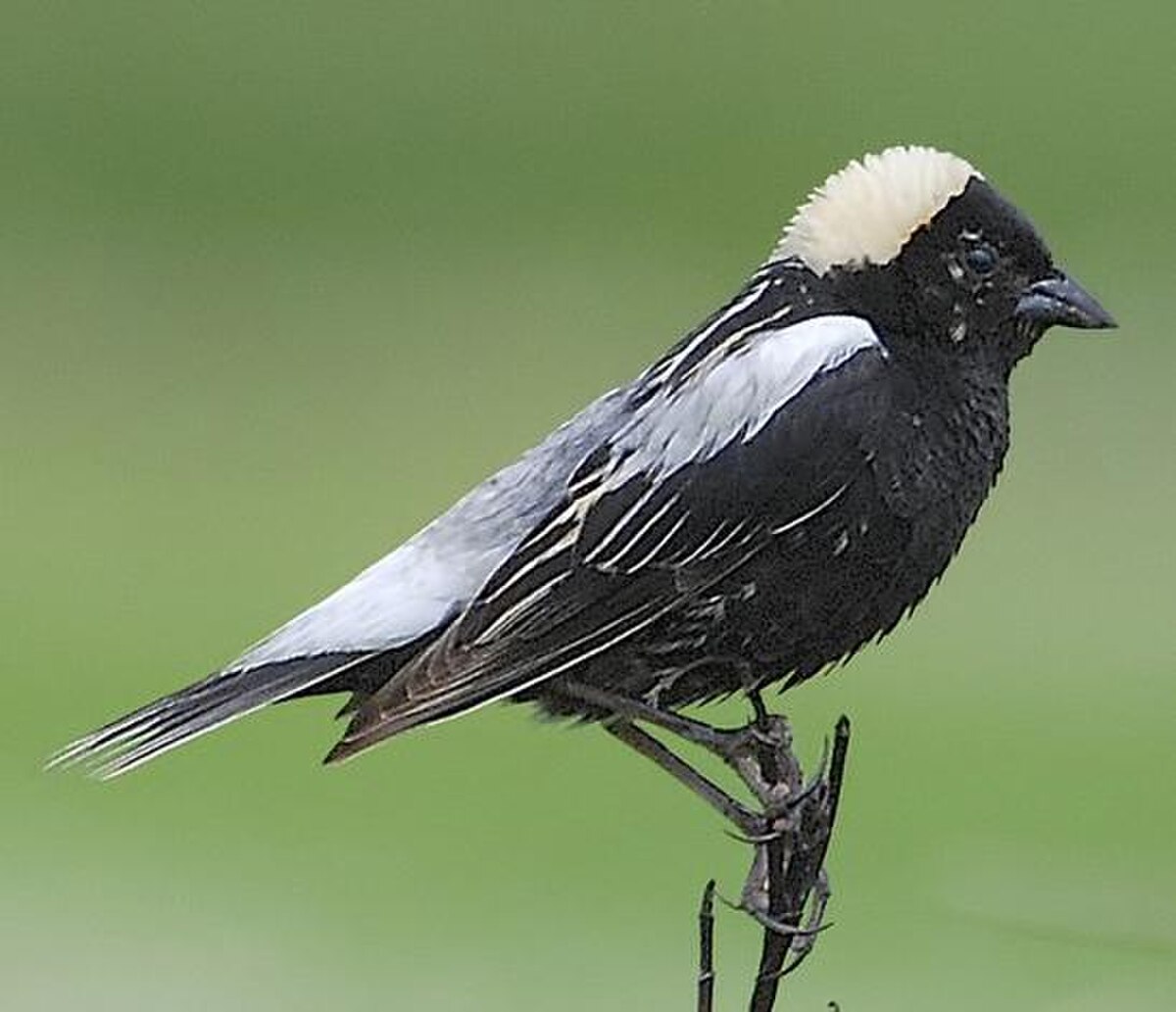 Icteridae