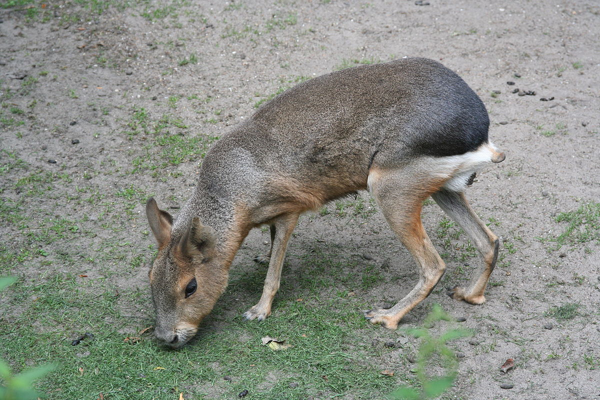 Mara (animal)