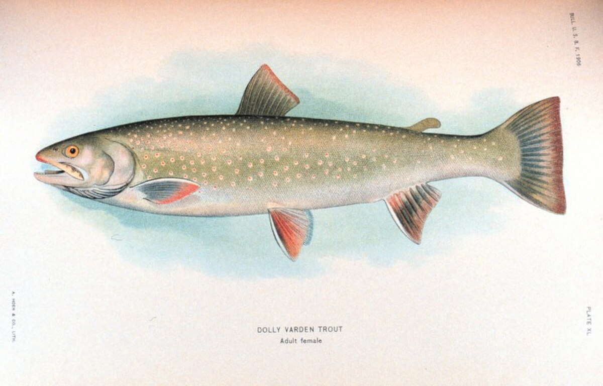 Salvelinus malma