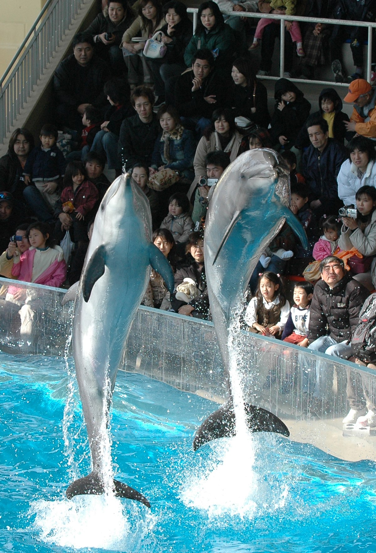 Delphinarium
