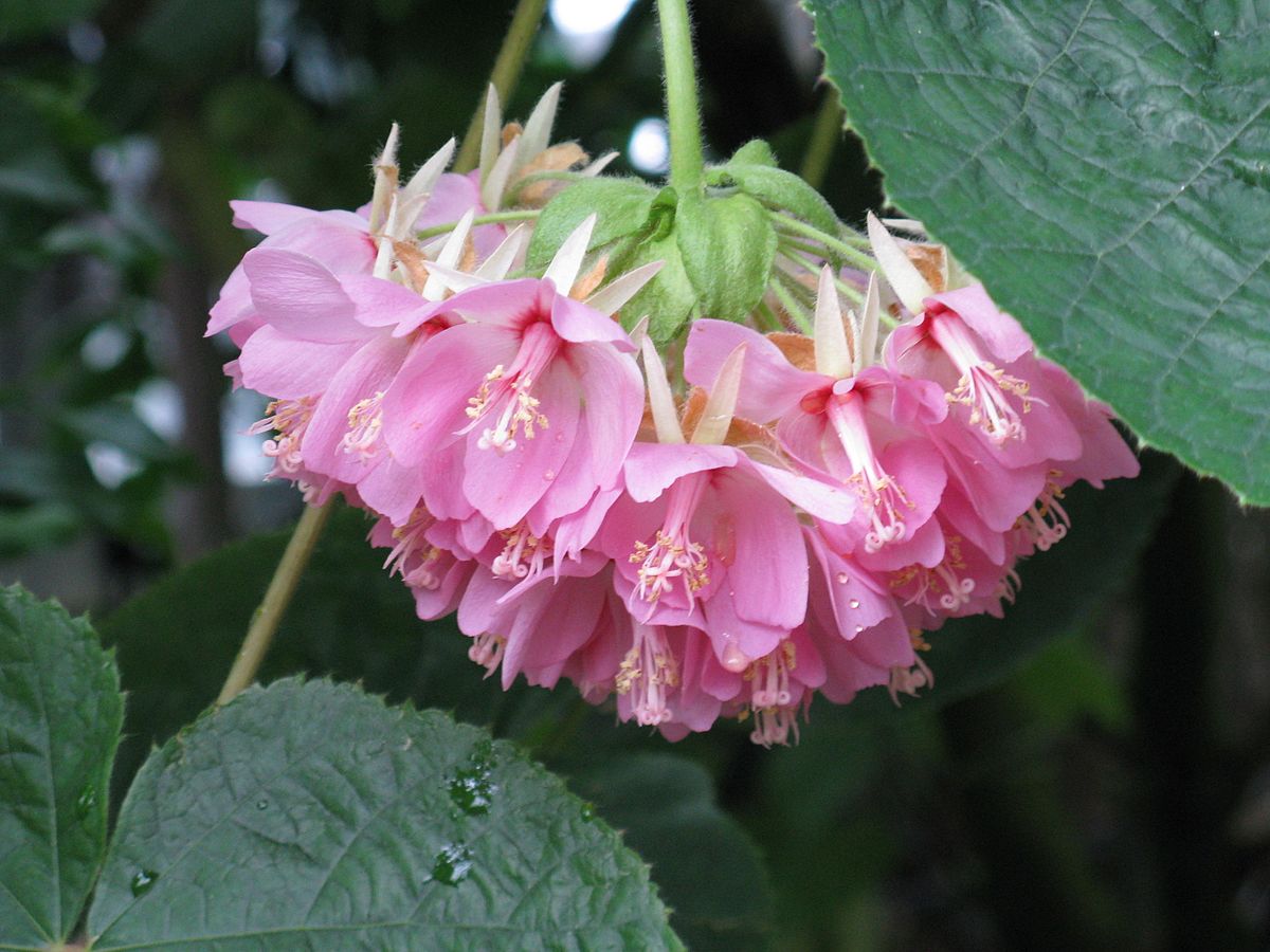 Dombeya