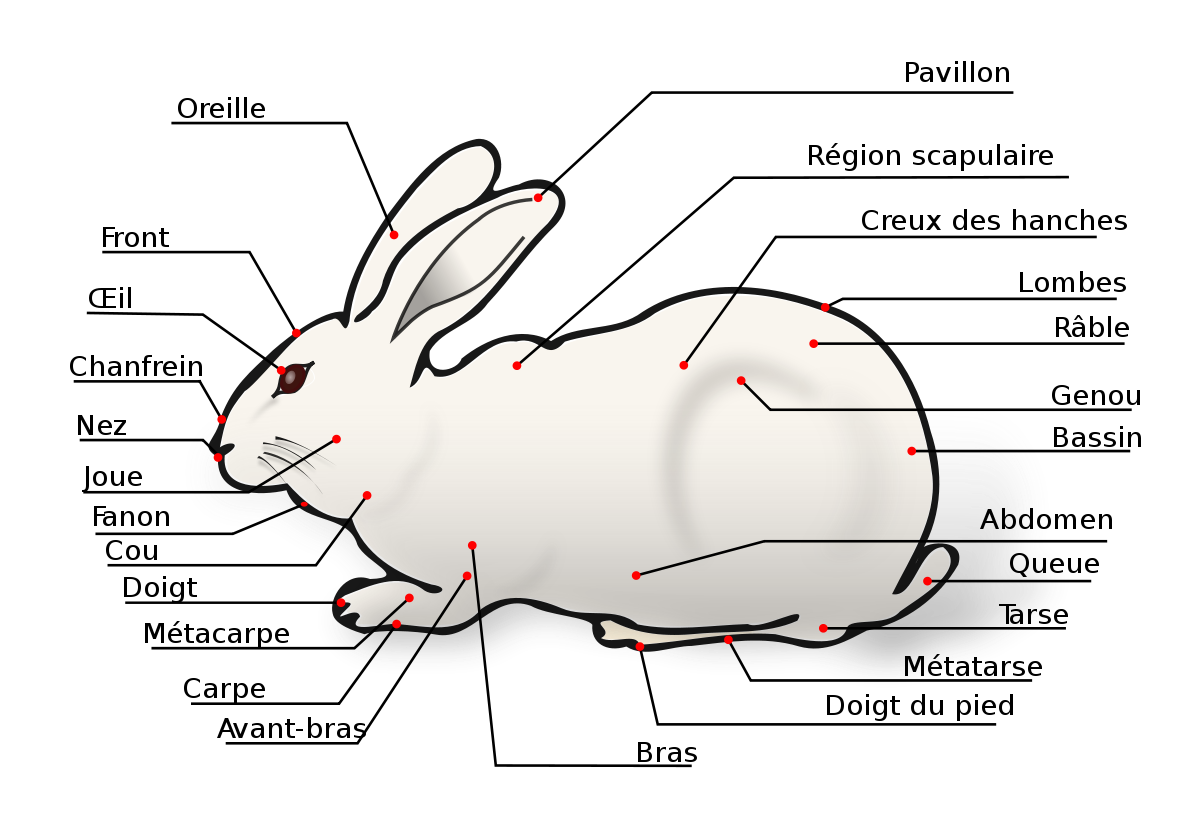 Domestic Rabbit-fr.svg