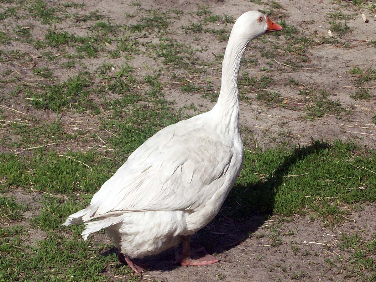 Domesticated goose AB.jpg