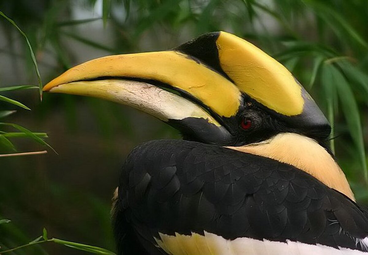 tête de calao bicorne