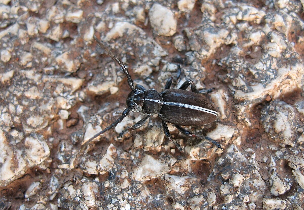Dorcadion