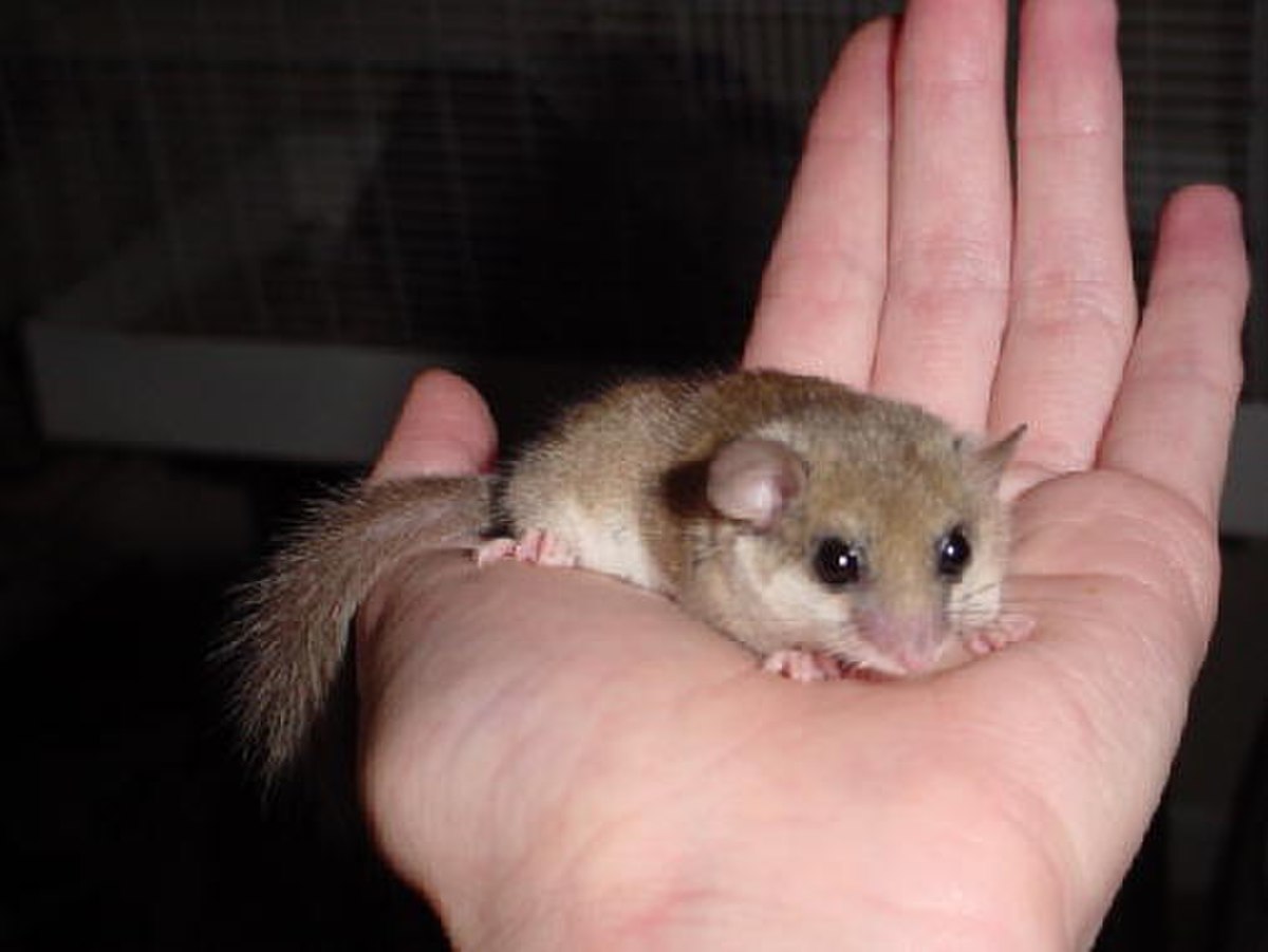 Muscardinus avellanarius