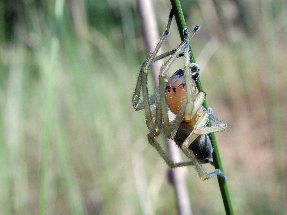 Miturgidae