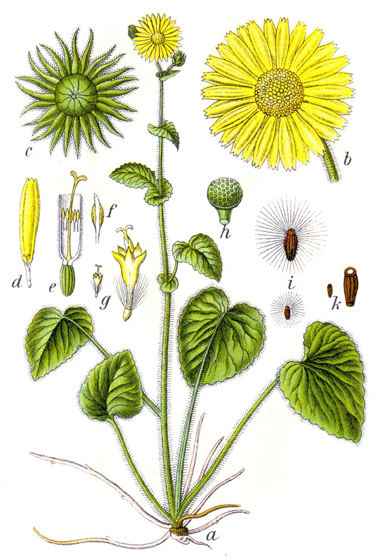Doronicum