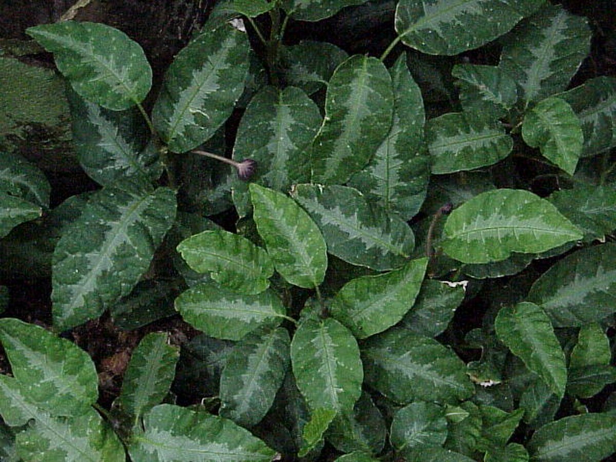 Dorstenia