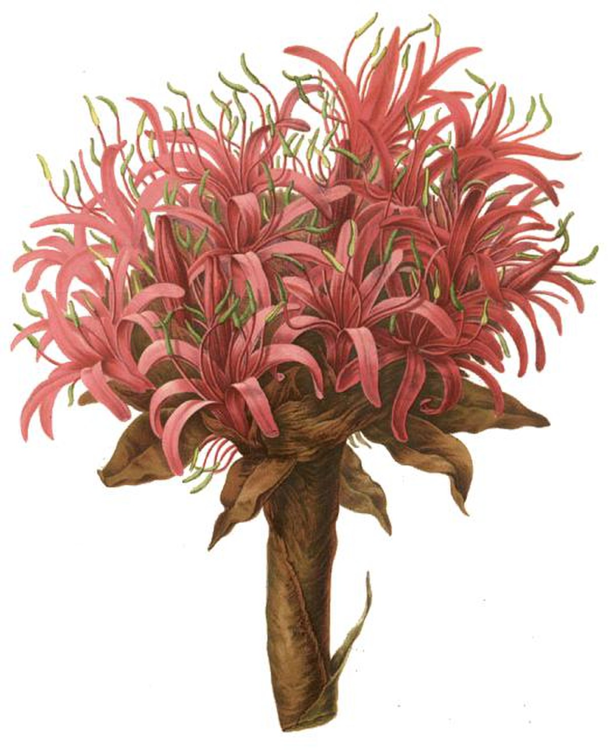 Doryanthaceae