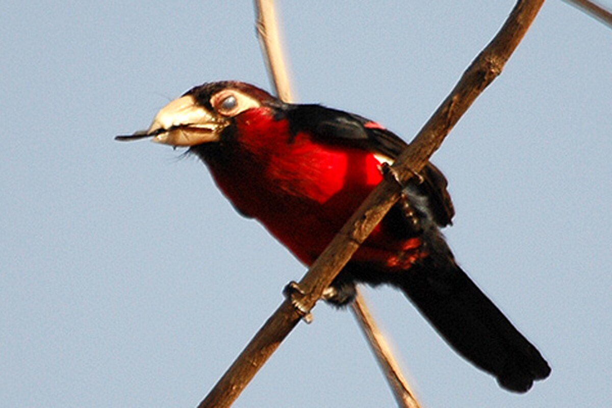 Barbican bidenté