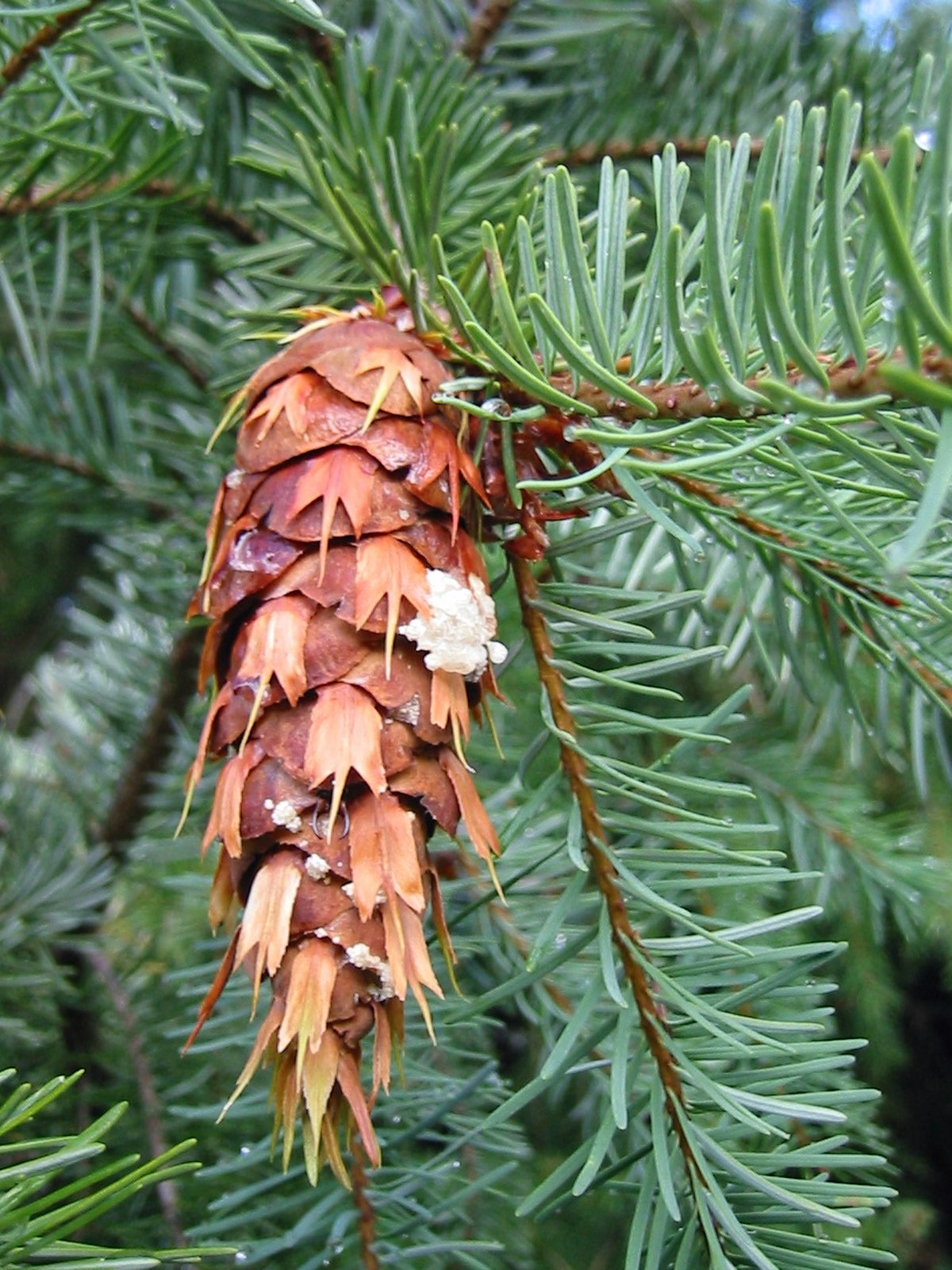 Pseudotsuga