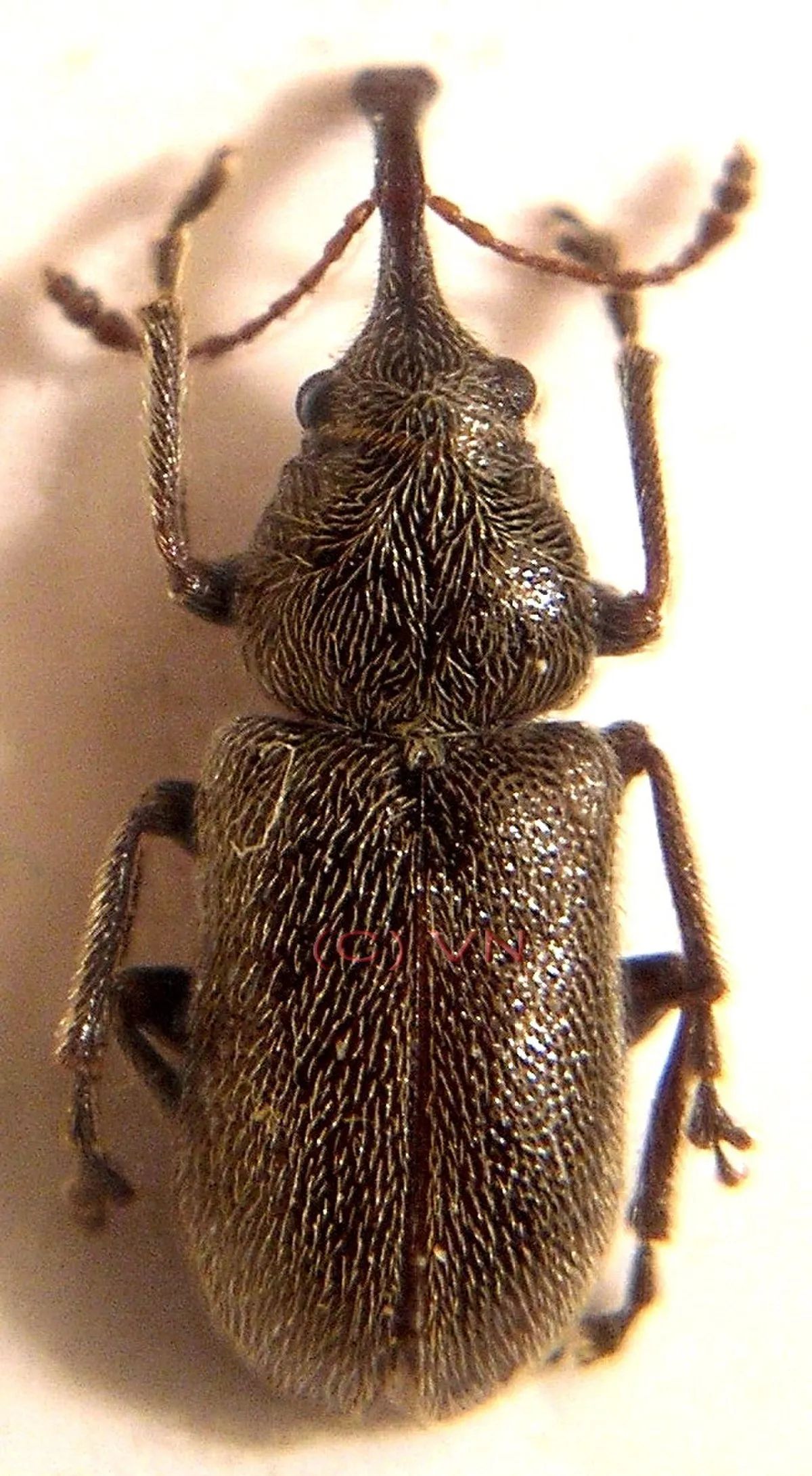 Nemonychidae