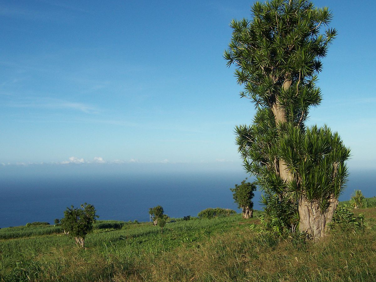 Dracaena (genre végétal)