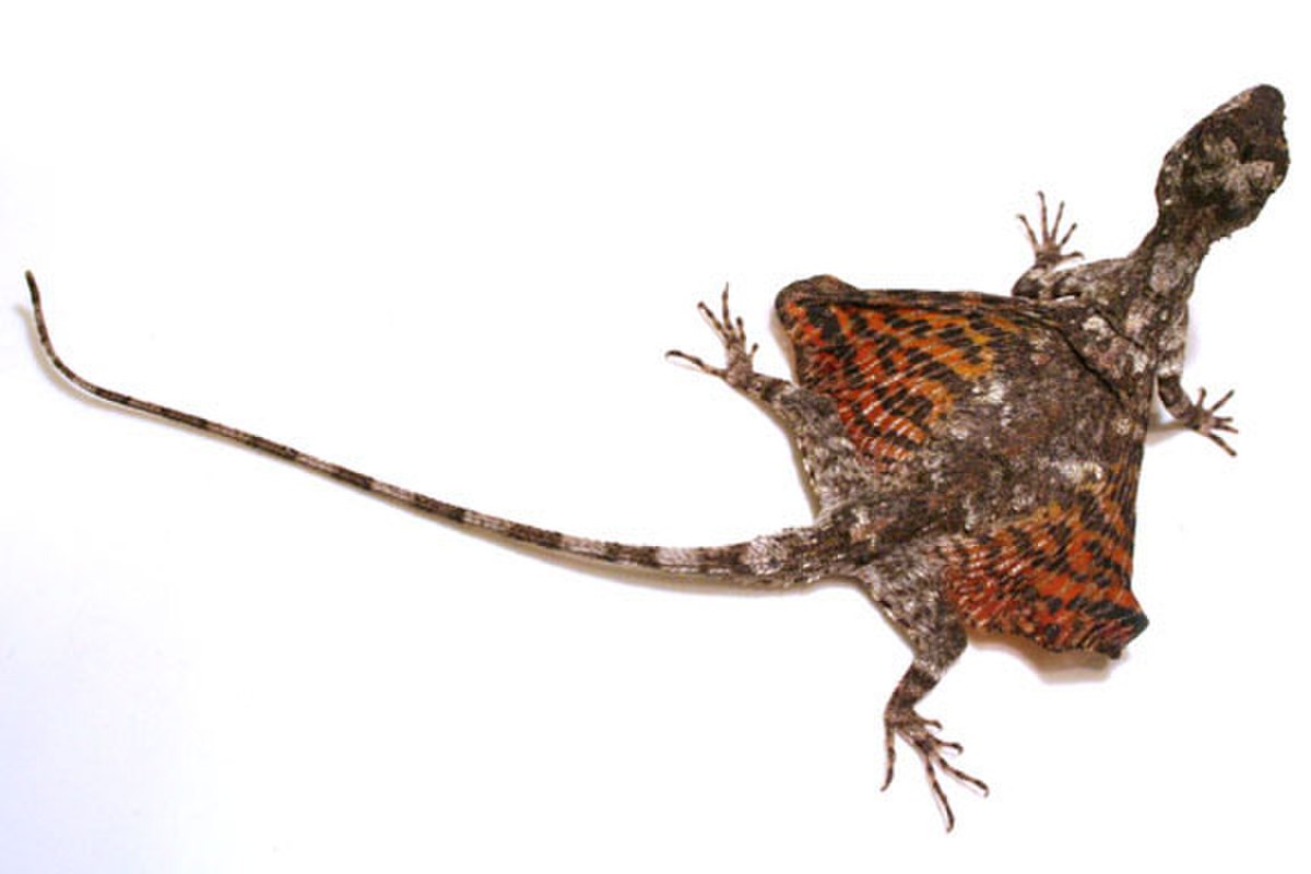Draco