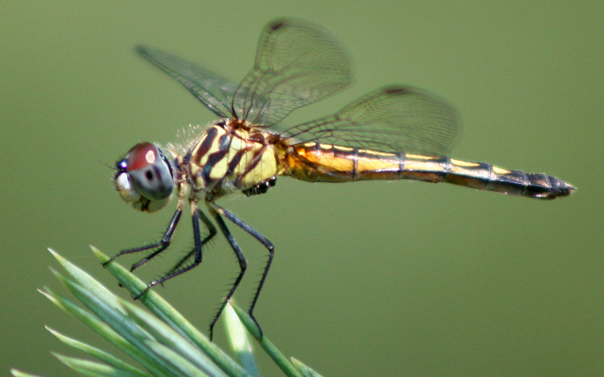 Pachydiplax longipennis