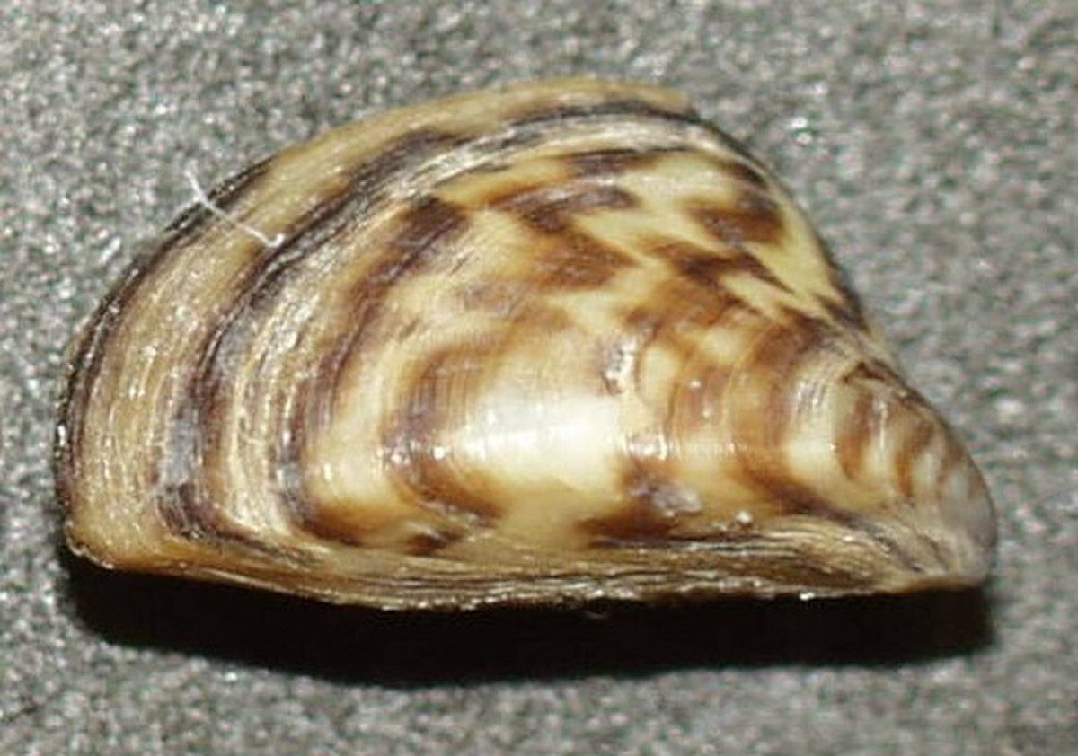Veneroida