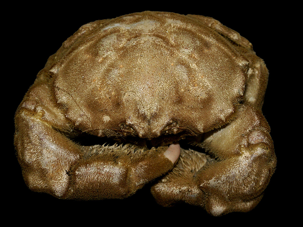 Dromiidae