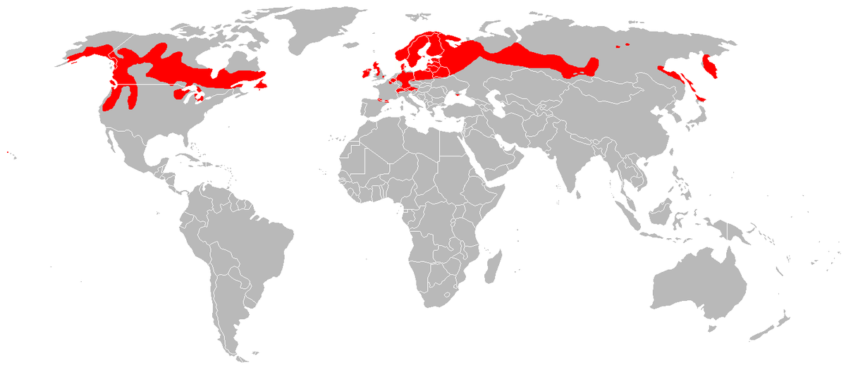 Drosera anglica distribution.png