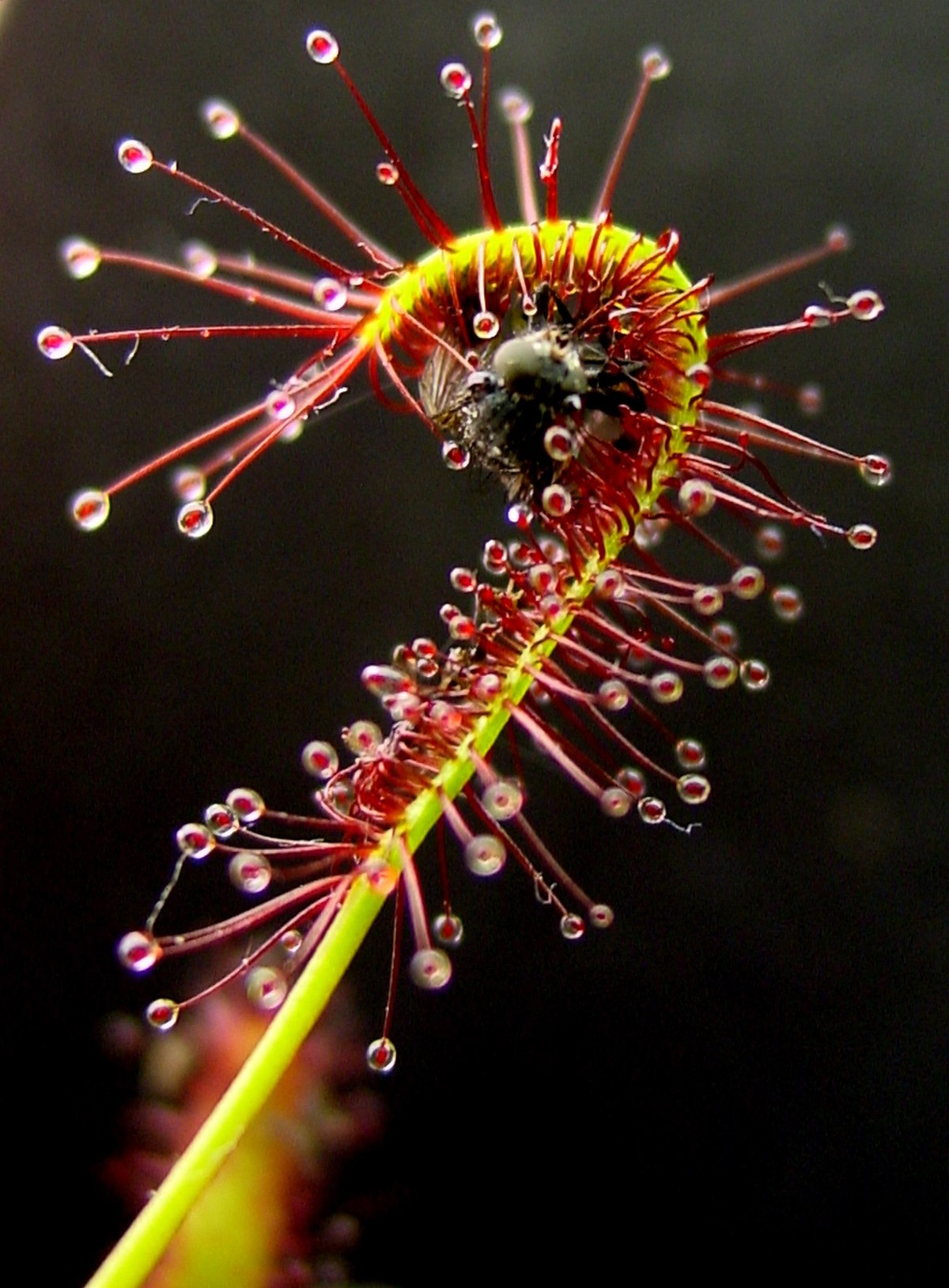 Eudicotyledoneae (classification phylogénétique)